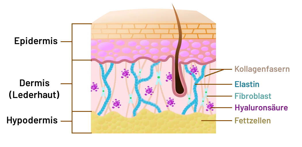 Schematische Darstellung der Hautschichten mit Kollagen Typ-1