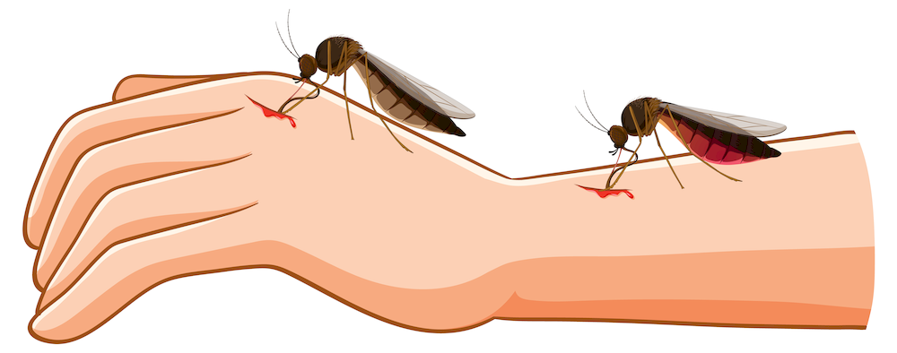 Schematische Darstellung von Gelsen die in Hand und Arm stechen