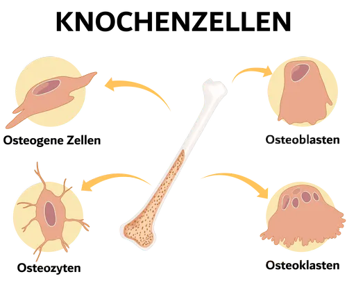 Knochenzellen