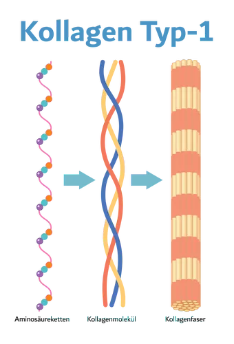Kollagen Typ-1 - Osteoporose